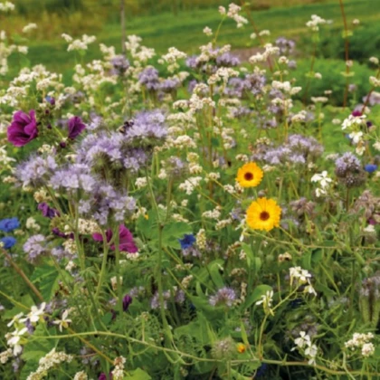 Kvetinová zmes pre včely Tubinger XL – Pieterpik – semená letničiek