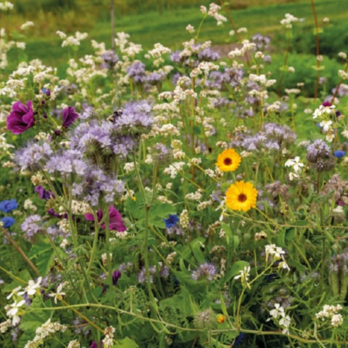 Kvetinová zmes pre včely Tubinger XL – Pieterpik – semená letničiek