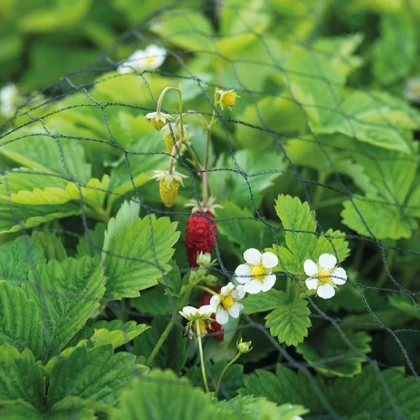Buzzy – Ochranná sieť proti vtákom – ochrana rastlín – Pieterpik