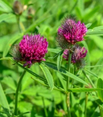 Ďatelina alpínska - Trifolium alpestre - semená ďateliny - 100 ks