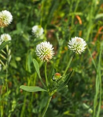 Ďatelina horská - Trifolium montanum - semená ďateliny - 100 ks