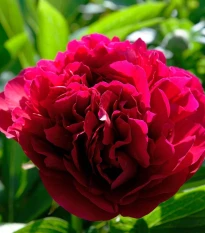 Pivónia Red Sarah Bernhardt - Paeonia lactiflora - hľuzy pivónie - 1 ks