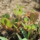 Portulaka kapustová Golden - Portulaca oleracea - semená portulaky - 100 ks