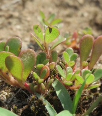 Portulaka zlatá – Portulaca oleracea – semená portulaky