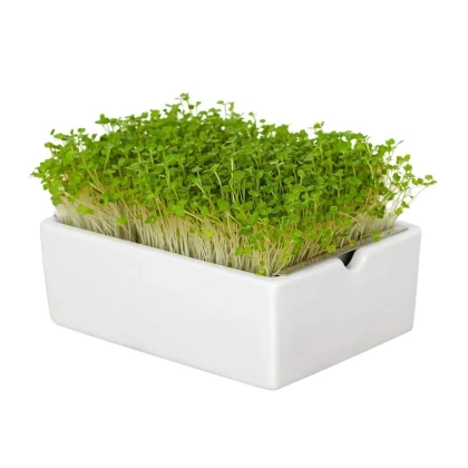 BIO microgreen Rukola - Heimgart - náhradné pláty - 1 ks