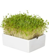 BIO microgreen Horčica - Heimgart - náhradné pláty - 1 ks