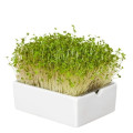 BIO microgreen Horčica - Heimgart - náhradné pláty - 1 ks