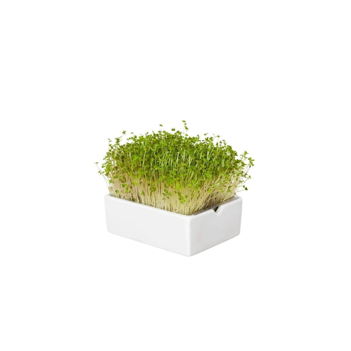BIO microgreen Horčica - Heimgart - náhradné pláty - 1 ks