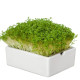 BIO microgreen Žerucha - Heimgart - náhradné pláty - 1 ks
