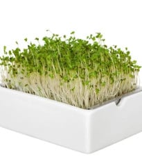 BIO microgreen Brokolica - Heimgart - náhradné pláty - 1 ks