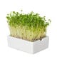 BIO microgreen Reďkovka - Heimgart - náhradné pláty - 1 ks