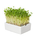 BIO microgreen Reďkovka - Heimgart - náhradné pláty - 1 ks