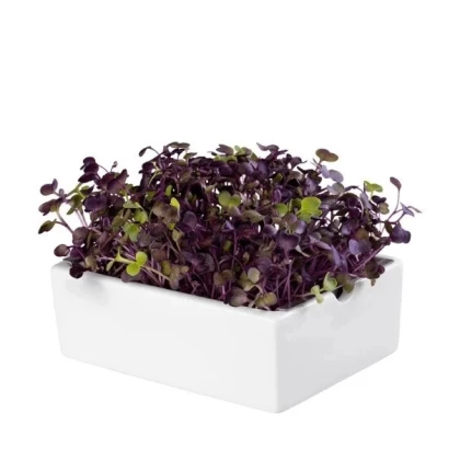 BIO microgreen Reďkovka Rambo - Heimgart - náhradné pláty - 1 ks