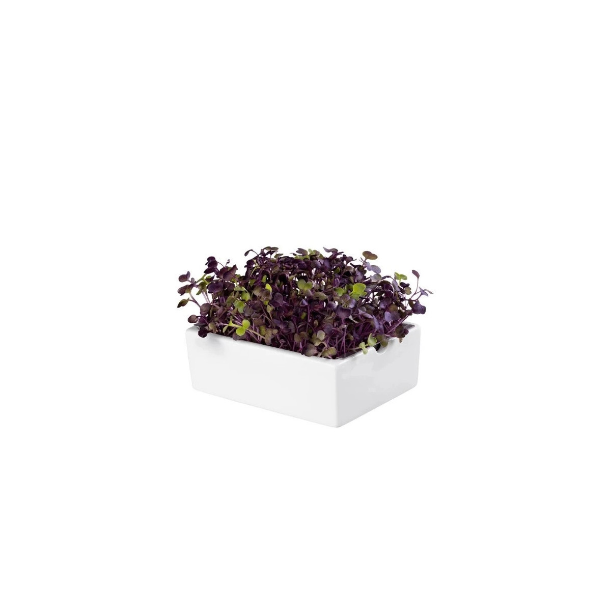 BIO microgreen Reďkovka Rambo - Heimgart - náhradné pláty - 1 ks