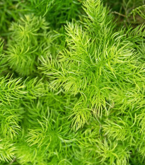 Sprengerova špargľa - Asparagus aethiopicus - semená špargle - 12 ks
