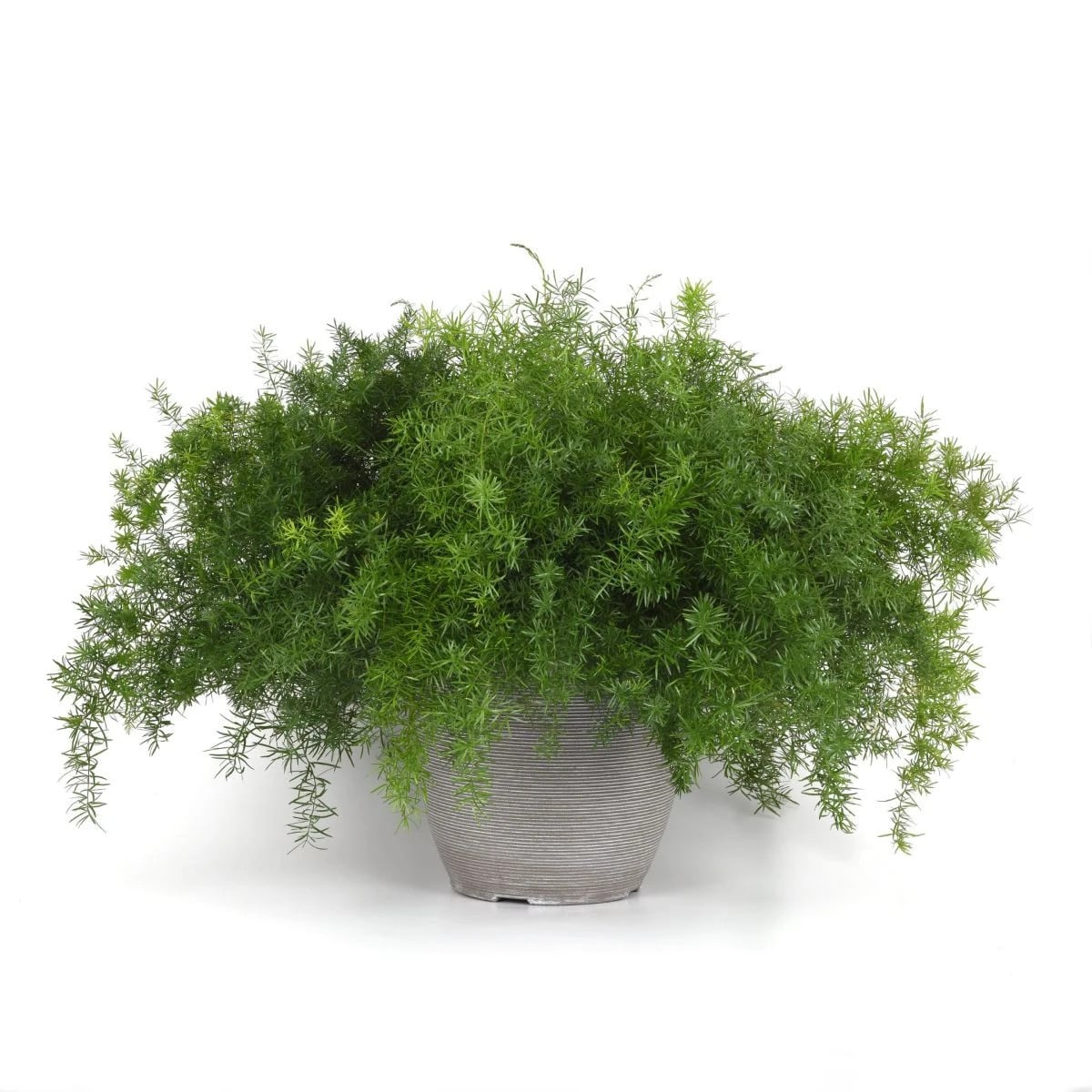 Sprengerova špargľa - Asparagus aethiopicus - semená špargle - 12 ks