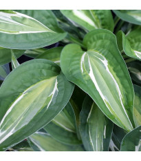 Funkia - Hosta Snake Eyes - hľuzy funkie - 1 ks