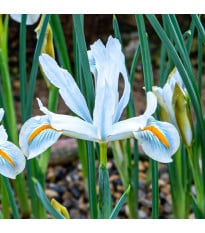 Kosatec sieťkovaný biely - Iris reticulata - cibuľky kosatca - 3 ks