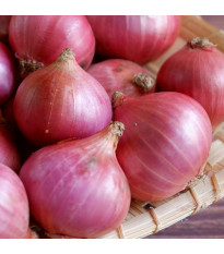 Cibuľa šalotka Camelot F1 - Allium cepa - semená cibule- 50 ks