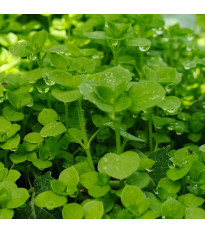 Mäta pieporná Mini Mint - Mentha piperita - semená mäty - 20 ks