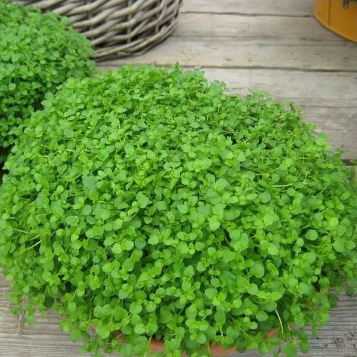Mäta pieporná Mini Mint - Mentha piperita - semená mäty - 20 ks