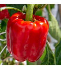 Paprika Beluga Red F1 - Capsicum annuum - semená papriky - 5 ks
