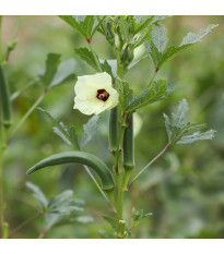 Ibištek jedlý - Okra - Abelmoschus esculentus - semená ibišteka - 8 ks