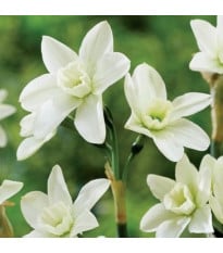 Narcis Polar Hunter - Narcissus - cibuľa narcisu - 3 ks