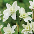Narcis Polar Hunter - Narcissus - cibuľa narcisu - 3 ks