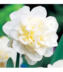 Narcis Obdam - Narcissus - cibuľa narcisu - 3 ks