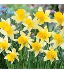 Narcis Lobularis - Narcissus - cibuľa narcisu - 3 ks