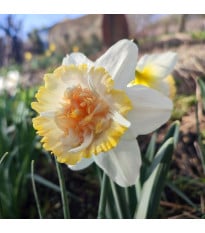 Narcis Petit Four - Narcissus - cibuľa narcisu - 3 ks