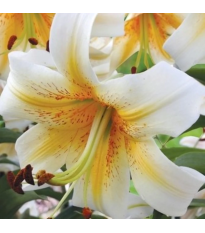 Ľalia Mister Cas - Lilium - cibuľa ľalia - 1 ks