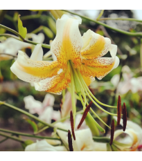 Ľalia Lady Alice - Lilium - cibuľa ľalia - 1 ks