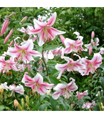 Ľalia Anastasia - Lilium - cibuľa ľalia - 1 ks