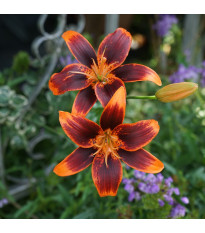 Ľalia Forever Susan - Lilium - cibuľa ľalia - 1 ks