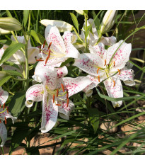 Ľalia Muscadet - Lilium - cibuľa ľalia - 1 ks