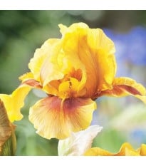 Kosatec nemecký Golden Muffin - Iris germanica - hľuzy kosatca - 1 ks