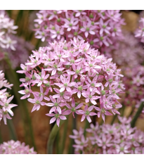 Cesnak Pink Jewel - Allium - cibuľa okrasného cesnaku - 3 ks