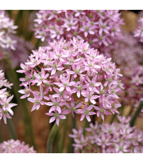 Cesnak Pink Jewel - Allium - cibuľa okrasného cesnaku - 3 ks