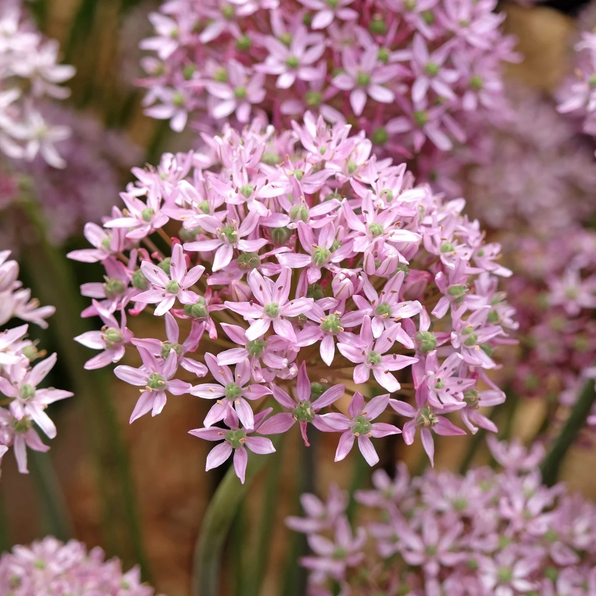 Cesnak Pink Jewel - Allium - cibuľa okrasného cesnaku - 3 ks