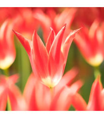 Tulipán Aladdin - Tulipa - cibuľoviny - 3 ks