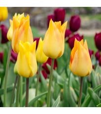 Tulipán Moonblush - Tulipa - cibuľoviny - 3 ks
