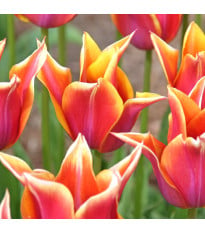 Tulipán Sonnet - Tulipa - cibuľoviny - 3 ks