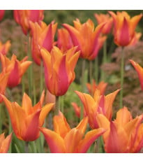 Tulipán Ballerina - Tulipa - cibuľoviny - 3 ks
