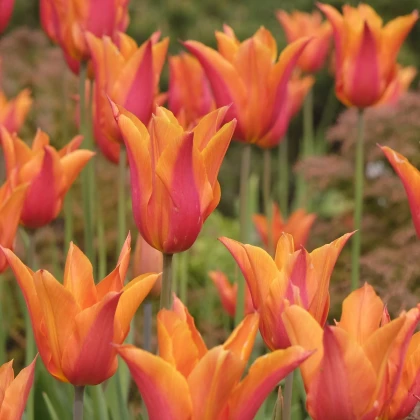 Tulipán Ballerina - Tulipa - cibuľoviny - 3 ks