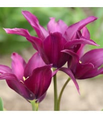 Tulipán Burgundy - Tulipa - cibuľoviny - 3 ks