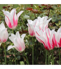 Tulipán Marilyn - Tulipa - cibuľoviny - 3 ks