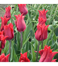 Tulipán Pretty Woman - Tulipa - cibuľoviny - 3 ks