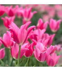 Tulipán Mariette - Tulipa - cibuľoviny - 3 ks